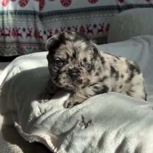 French Bulldog Puppy - Merle Pattern